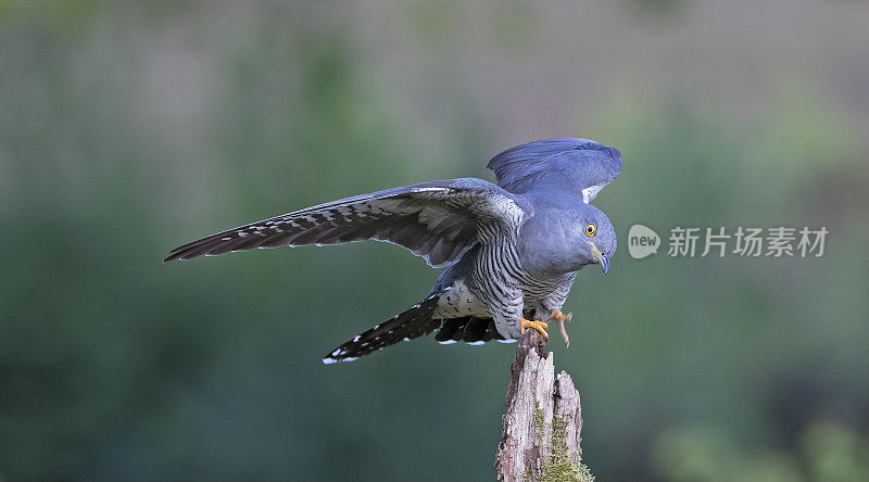 雄性杜鹃(Cuculus canorus)